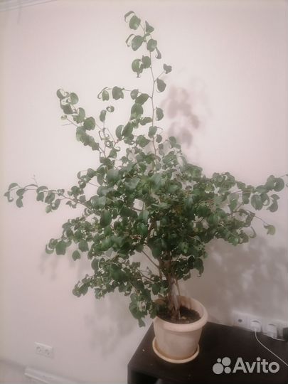 Фикус бенджамина