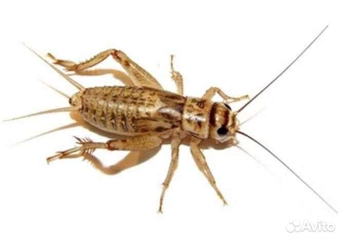 Сверчки,зофобас,корм для стрижей,корм для сверчков