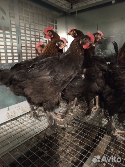 Подрощенные петушки Мараны