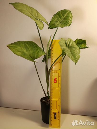 Сингониум, замиокулькас, сциндапсус