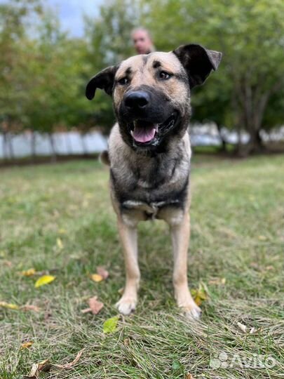 Собака в добрые руки отдам бесплатно