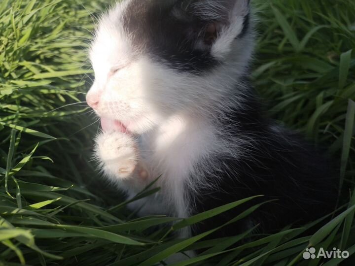 Котёнок 1,5 месяца, мальчик