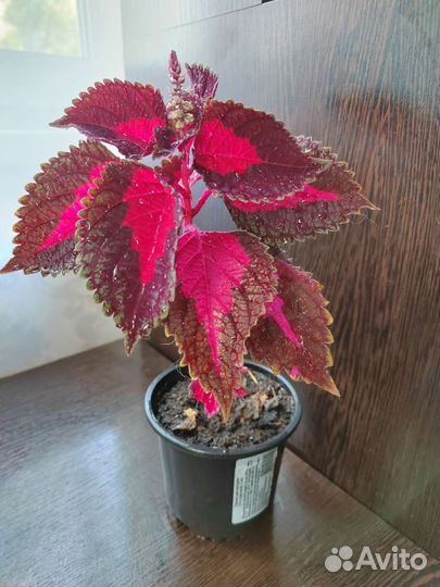 Продам цветы комнатные Колеус