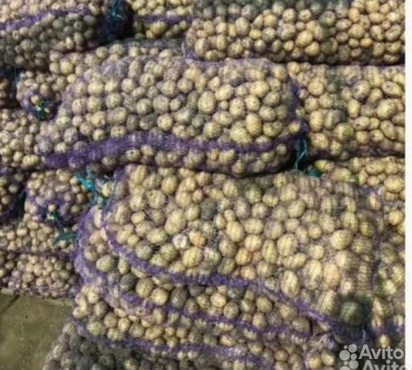 Картофель на корм скоту