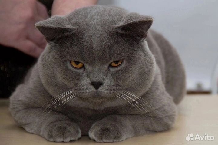 Вязка с котом