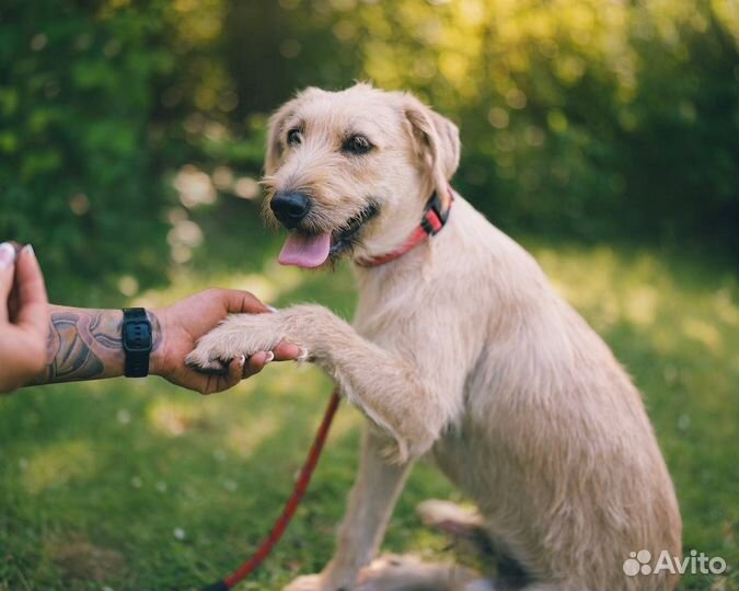 Собака в добрые руки