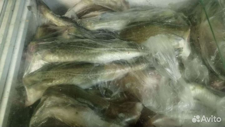 Рыба морская. Треска. Плату. Камбала. Филе трески