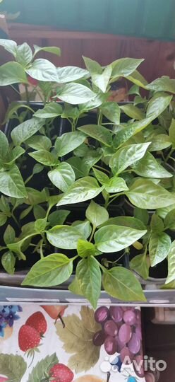 Рассада сладкого и острого перца