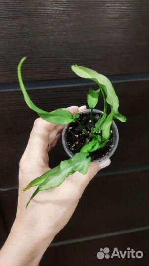 Редкий Синг Nguengi Laima mutation
