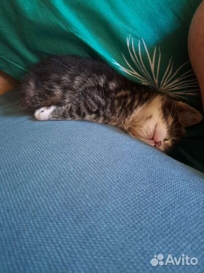 Котенок ищет дом или передержку