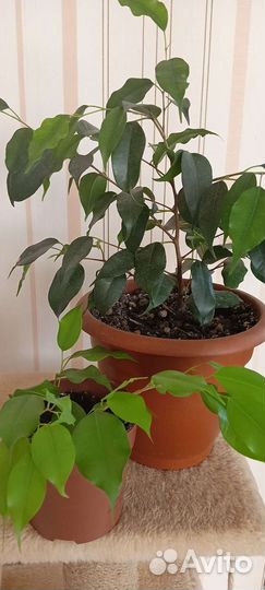 Фикус бенджамина