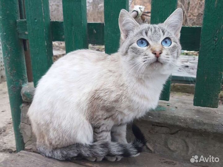 Котик, в дар, в добрые руки