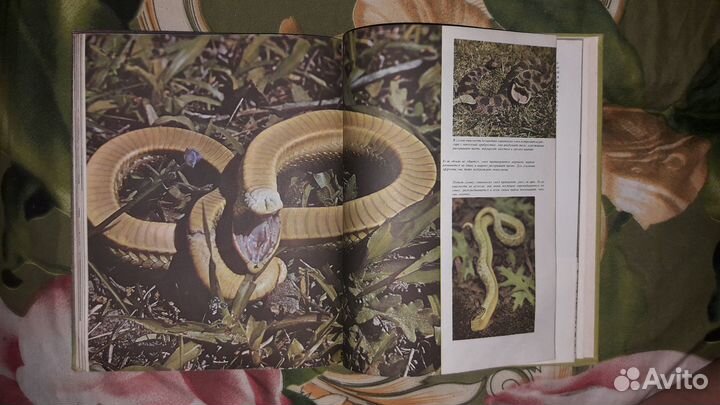 Книга А.Карр Рептилии