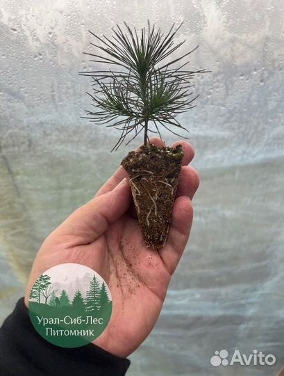 Сеянцы зкс Сосна окс Ель Лиственница Горная