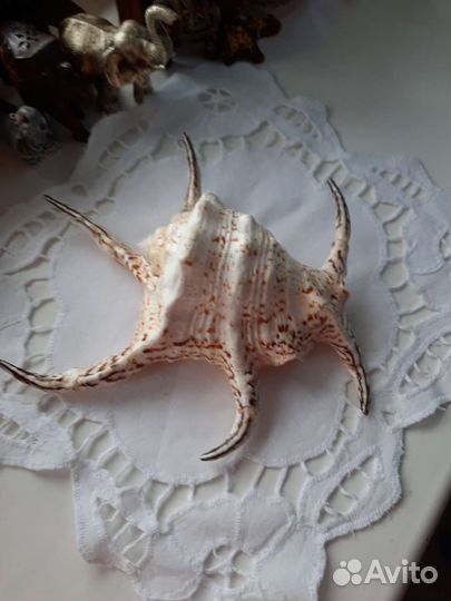 Морские ракушки раковины