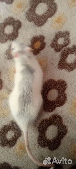 Домашние крысы