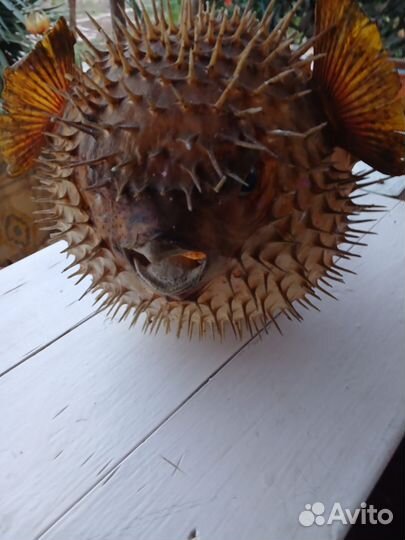 Рыба-шар, Коралл балянус