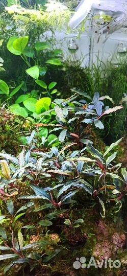 Буцефаландры