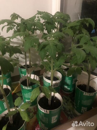 Рассада помидоров томатов