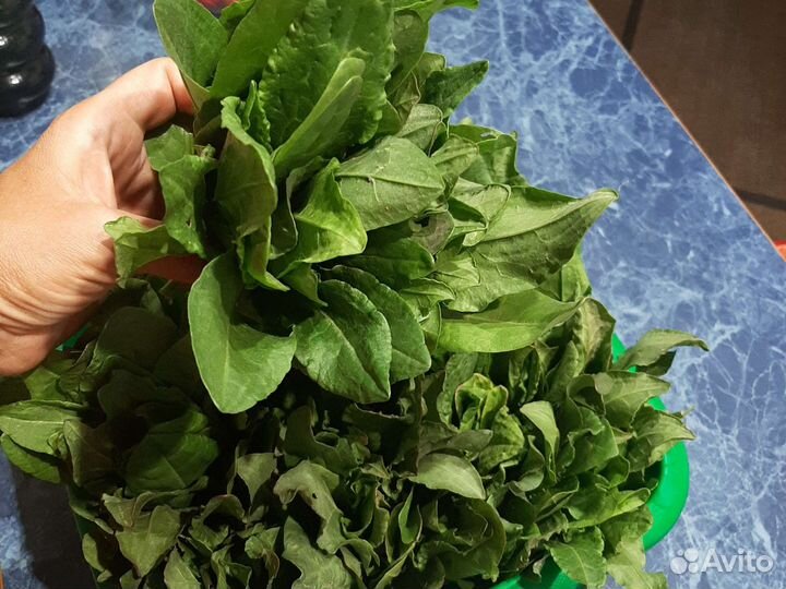 Чеснок однозубковый на посадку Мята,мелисса,щавель