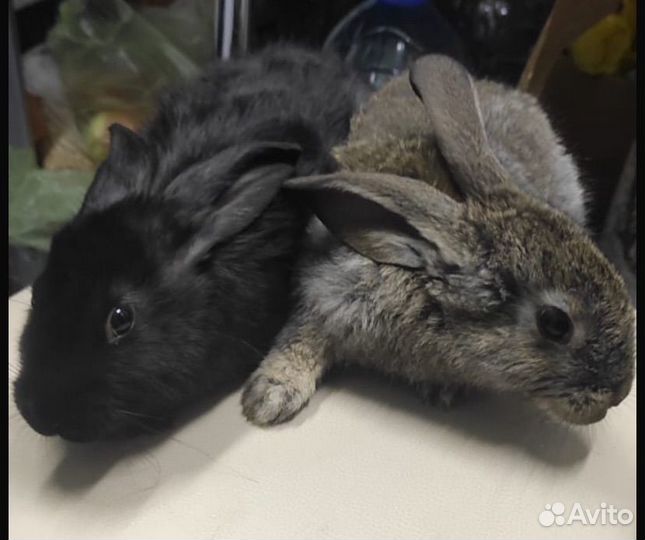 Месячные Кролики пароды (Великан)