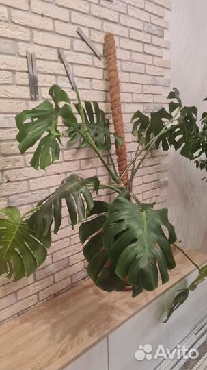 Монстера красивая