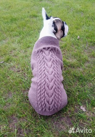 Одежда для животных