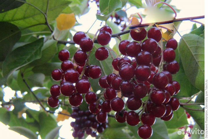 Чёрная и красная черемуха саженцы