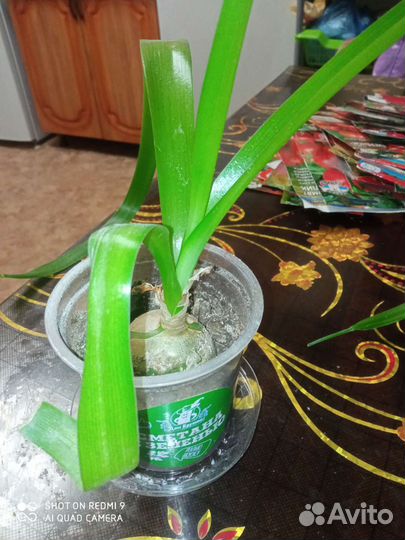 Индийский лук лечебный