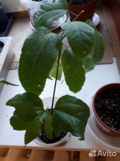 Растения для дома