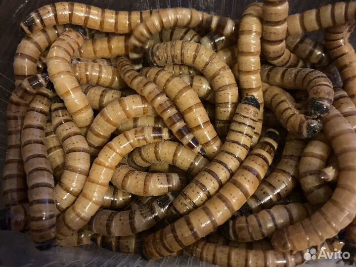 Зофобас (зоофобас зоофобус зофобус)