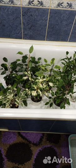 Фикусы Бенджамина