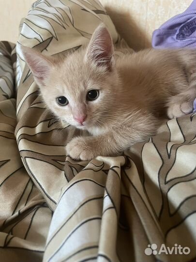 Котенок мальчик бесплатно