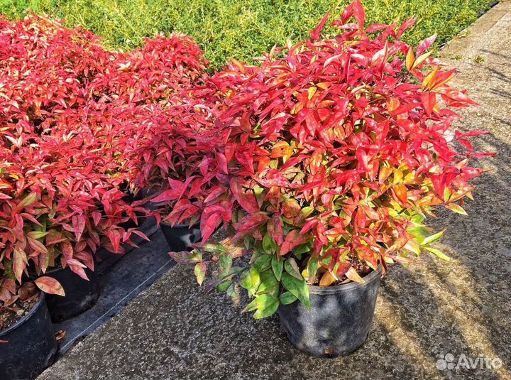 Нандина домашняя - семена