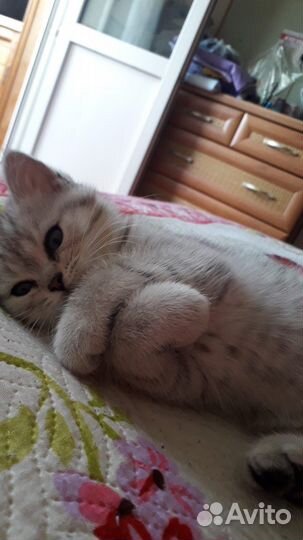 Шотландская