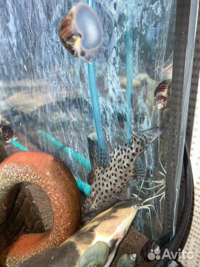 Сом Синодонтис