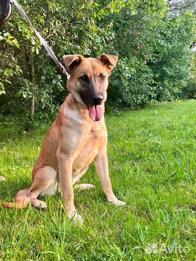 Небольшая собачка Рейна 1,5 года