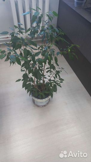 Фикус бенджамина большой