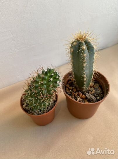 Кактусы, эхеверии, молодило, эуфорбии и опунции