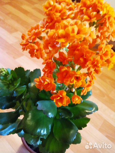 Каланхоэ, каллы