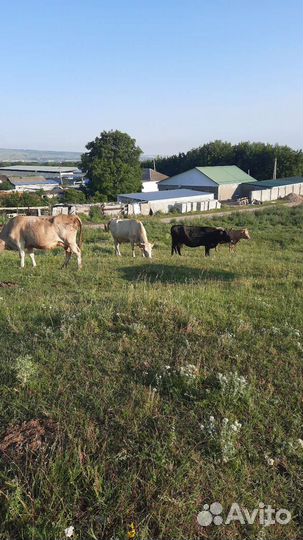 Корова стельная дойная