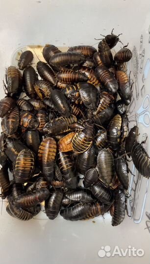 Мадагаскарские тараканы