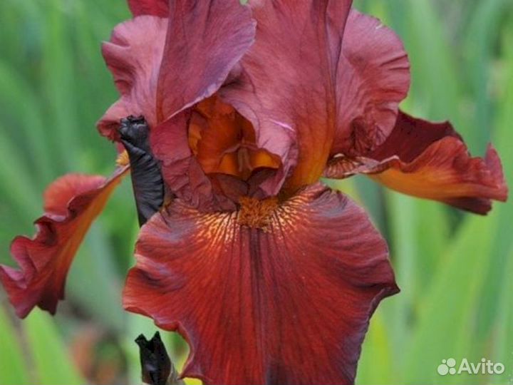 Ирисы Форт Апач