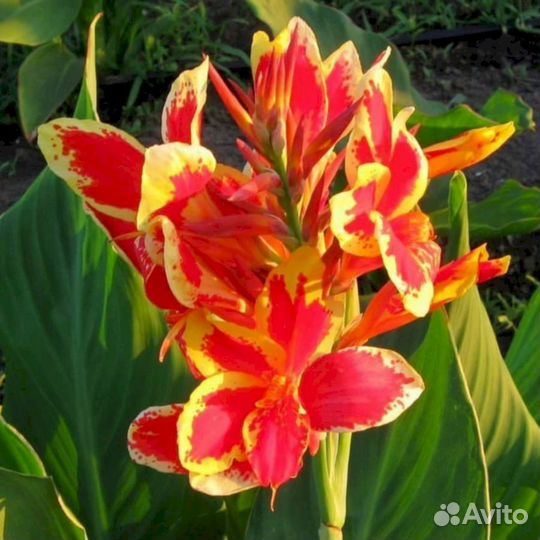 Канны Люцифер