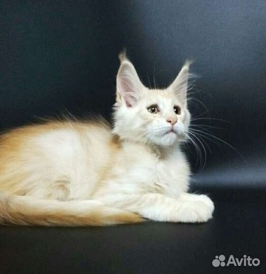 Мейн кун кот ds23 серебряный мальчик