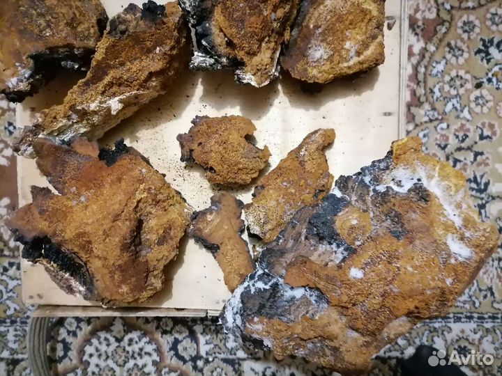 Чага берёзы