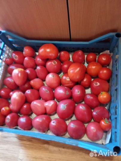 Помидоры из теплицы с дачи