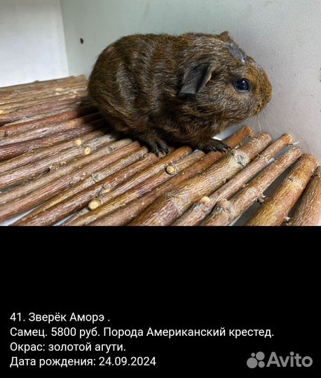 Морская свинка Американский крестед скинни