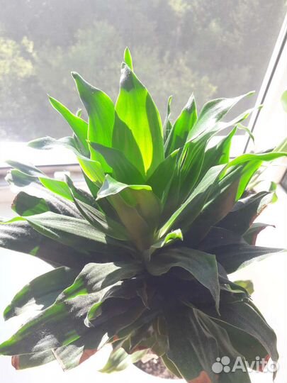 Пальма Драцена душистая