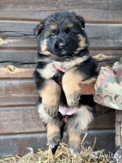 Щенки немецкой овчарки